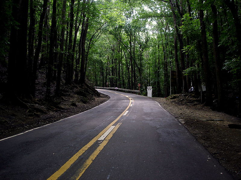 Bilar Man-Made Forest