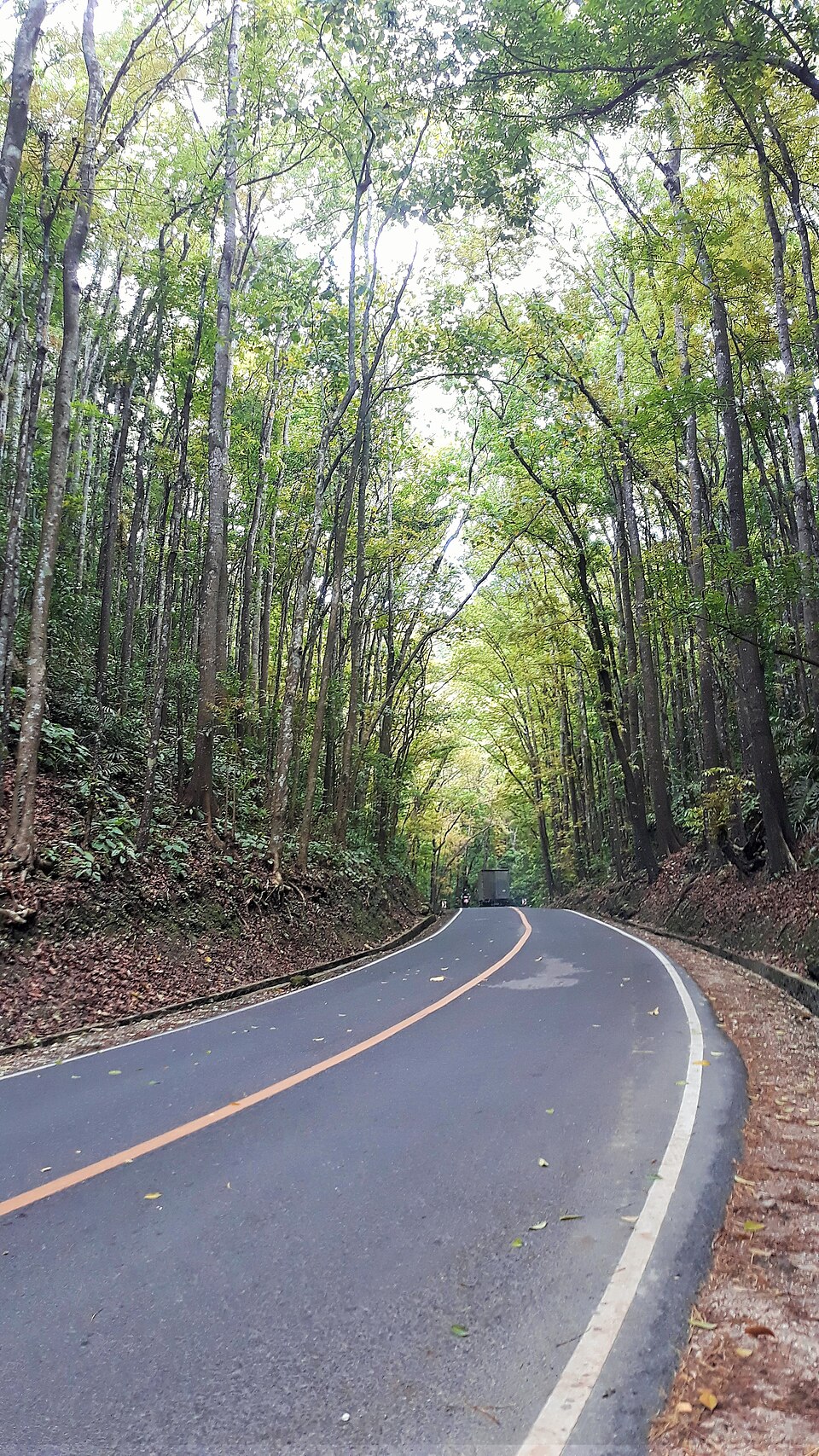 Bilar Man-Made Forest - View 23