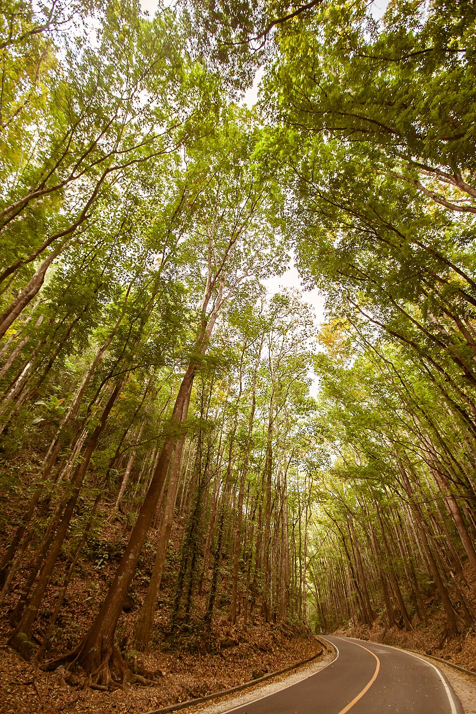 Bilar Man-Made Forest - View 24