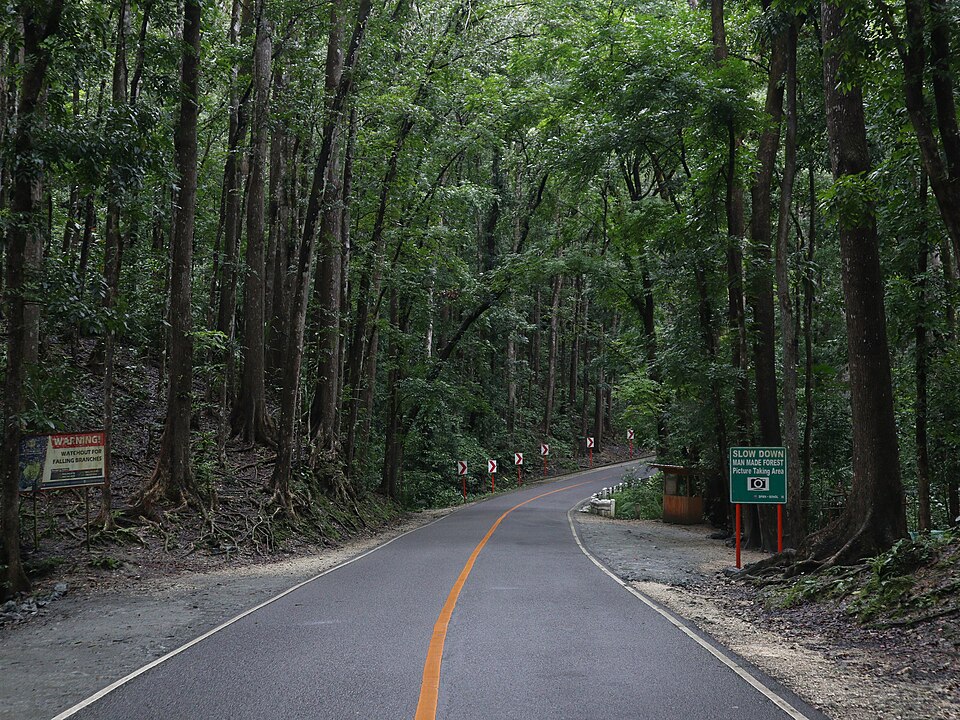 Bilar Man-Made Forest - View 25