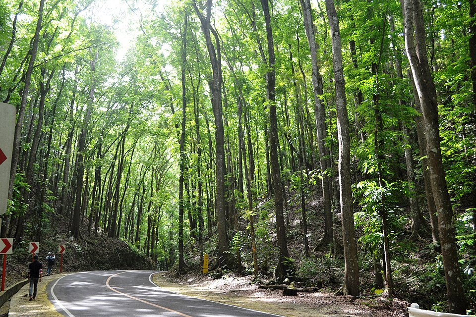 Bilar Man-Made Forest - View 26