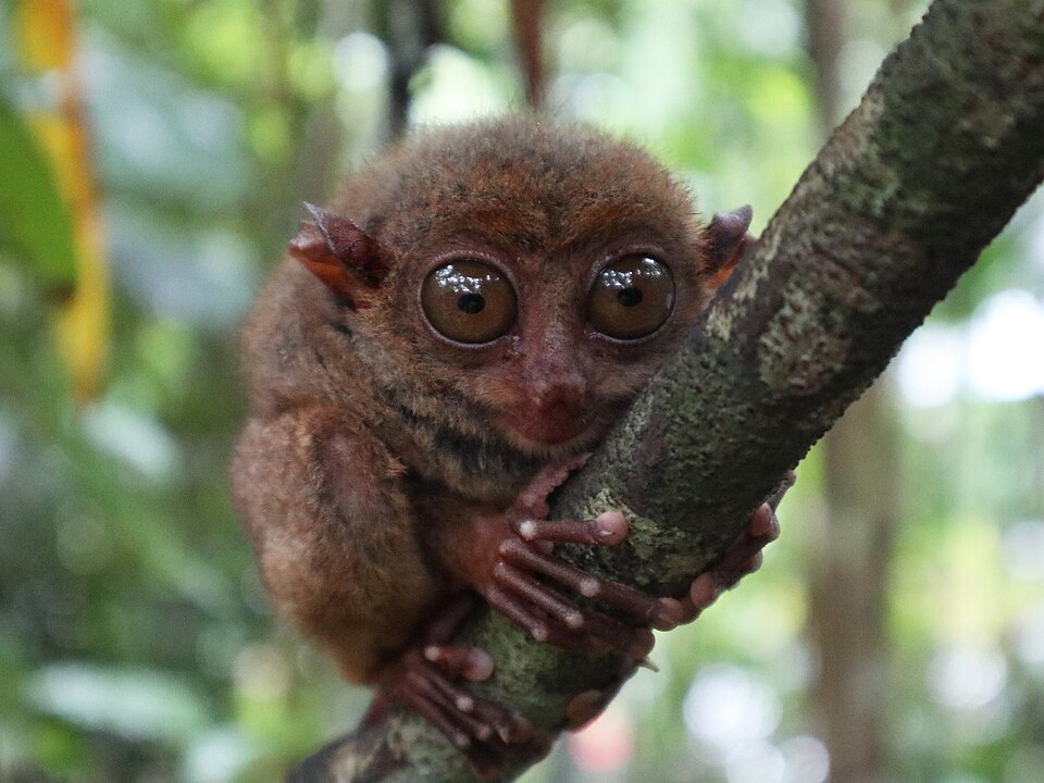 Tarsier Sanctuary
