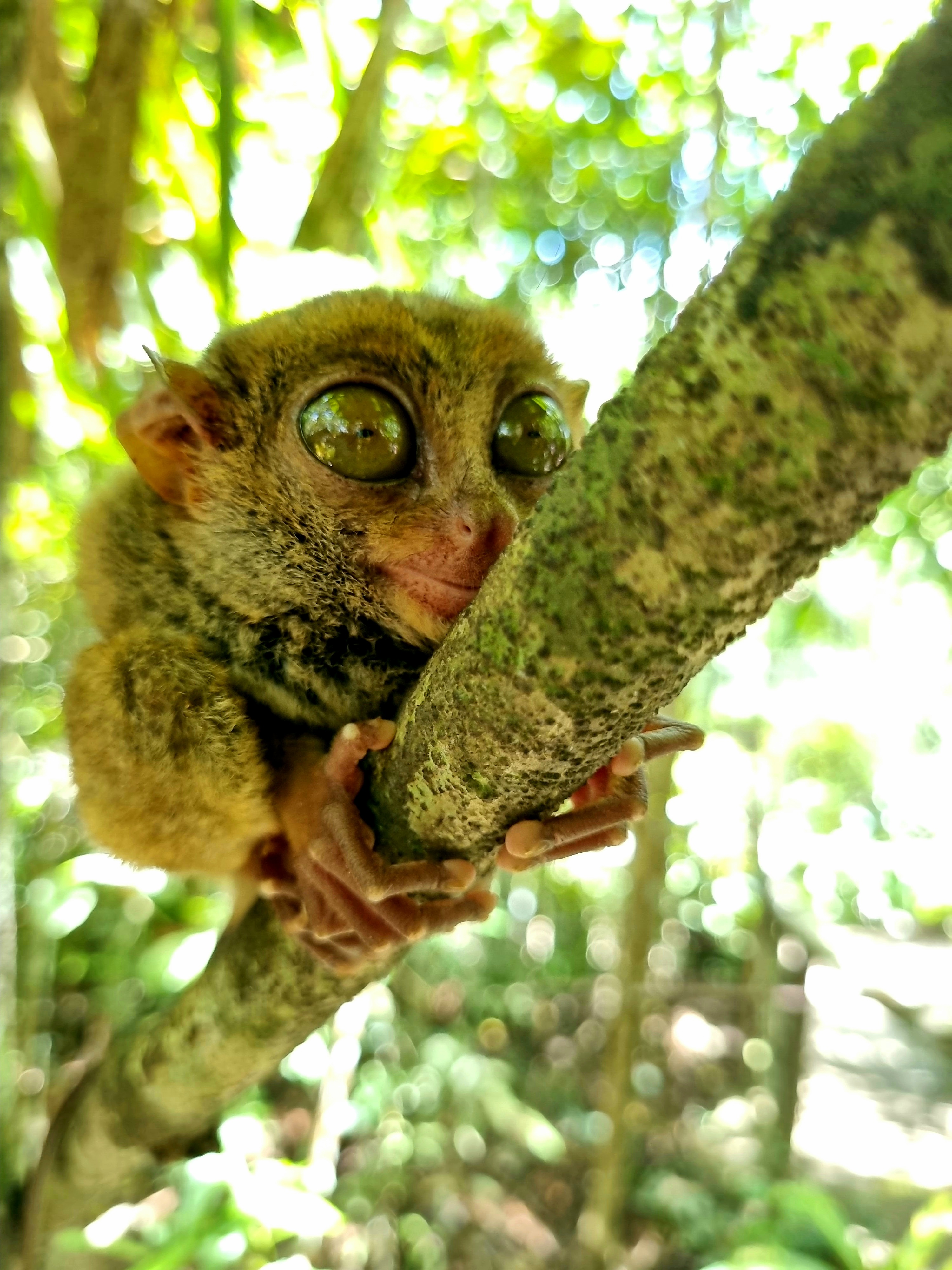 Tarsier Sanctuary