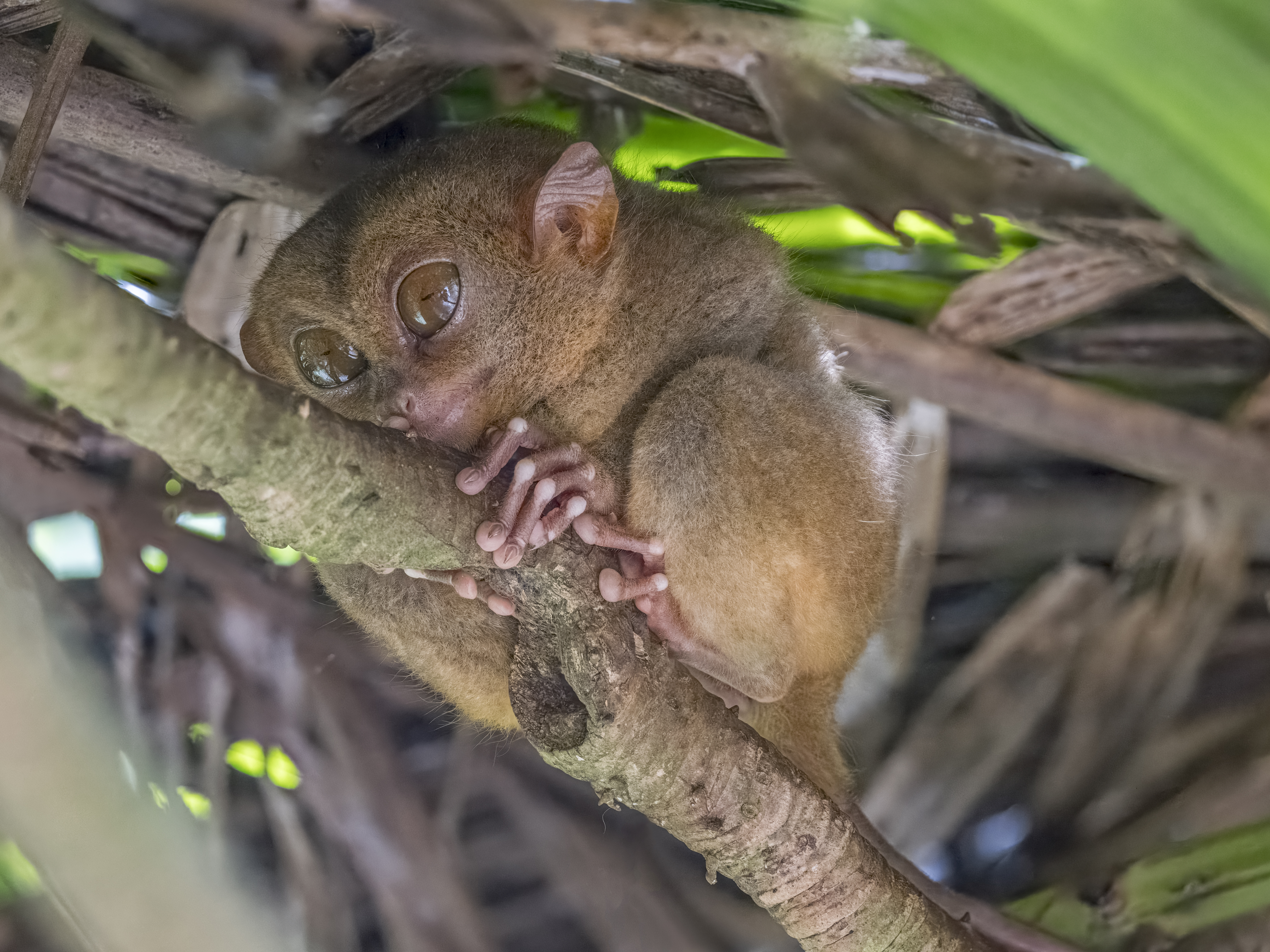 Tarsier Sanctuary - View 21