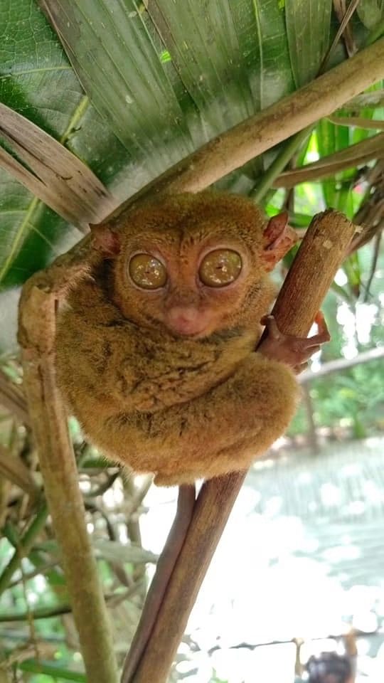 Philippine Tarsier Sanctuary - Corella, Bohol