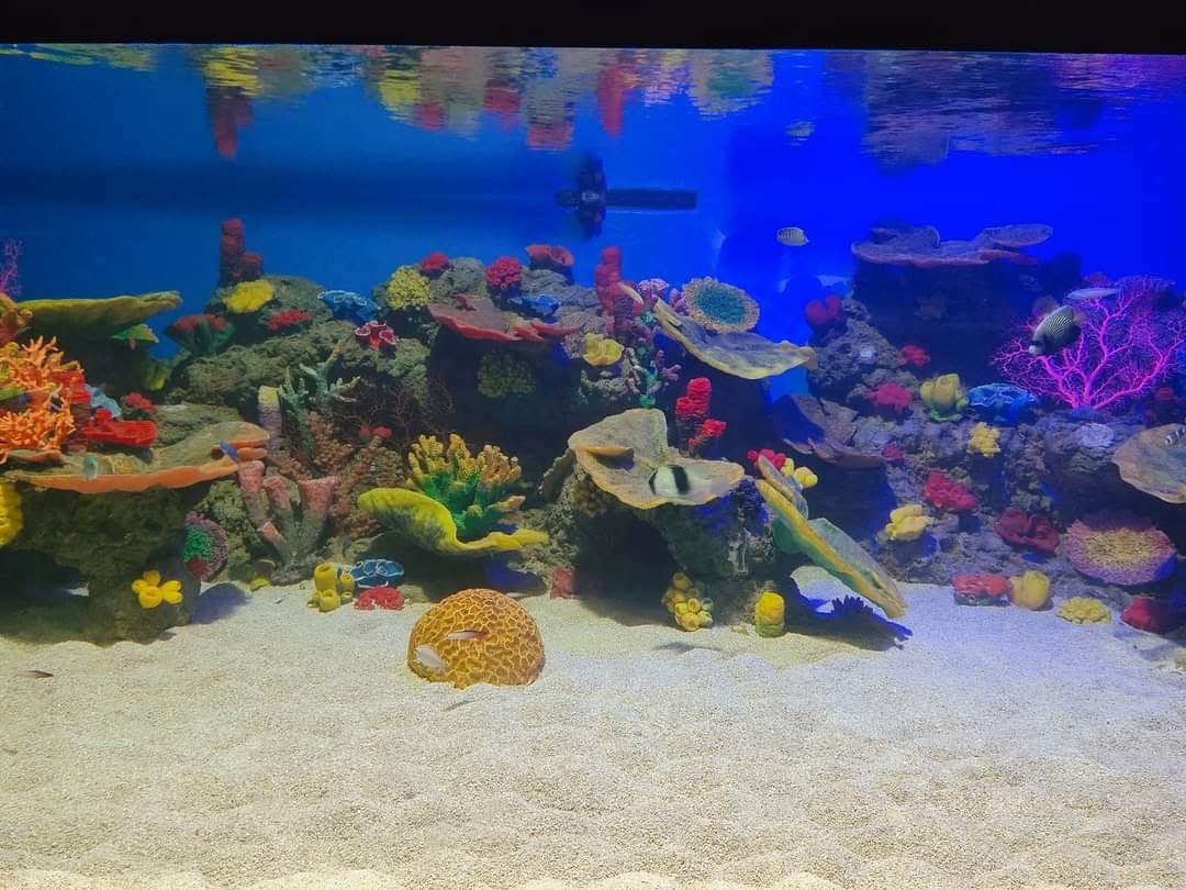Cebu Ocean Park - View 10
