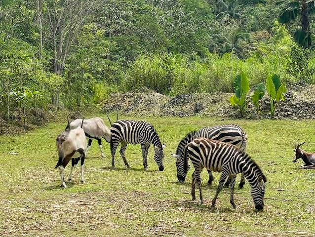 Cebu Safari