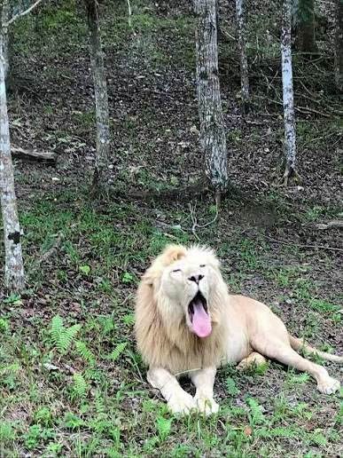 Cebu Safari - Carmen, North Cebu