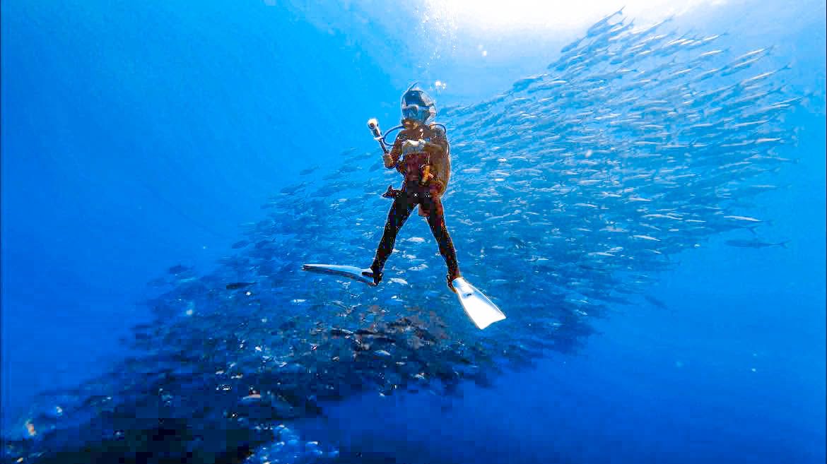 Moalboal Sardine Run - Moalboal, South Cebu