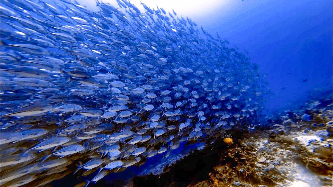 Moalboal Sardine Run - Moalboal, South Cebu