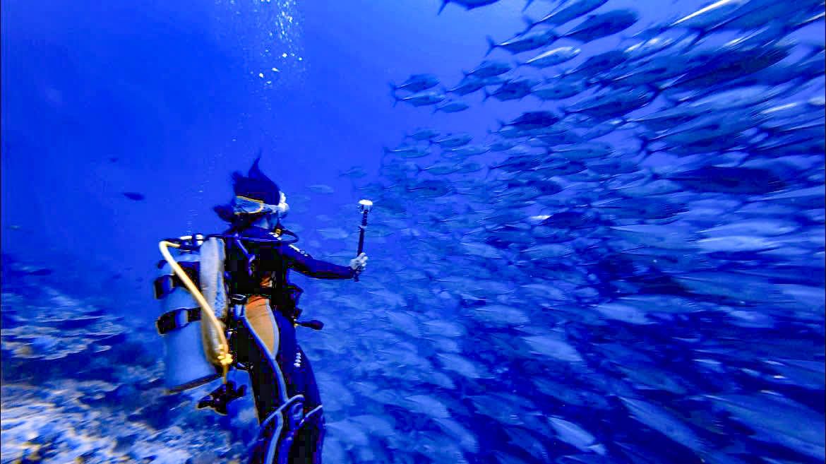 Moalboal Sardine Run Scuba Diving - Panagsama, Moalboal