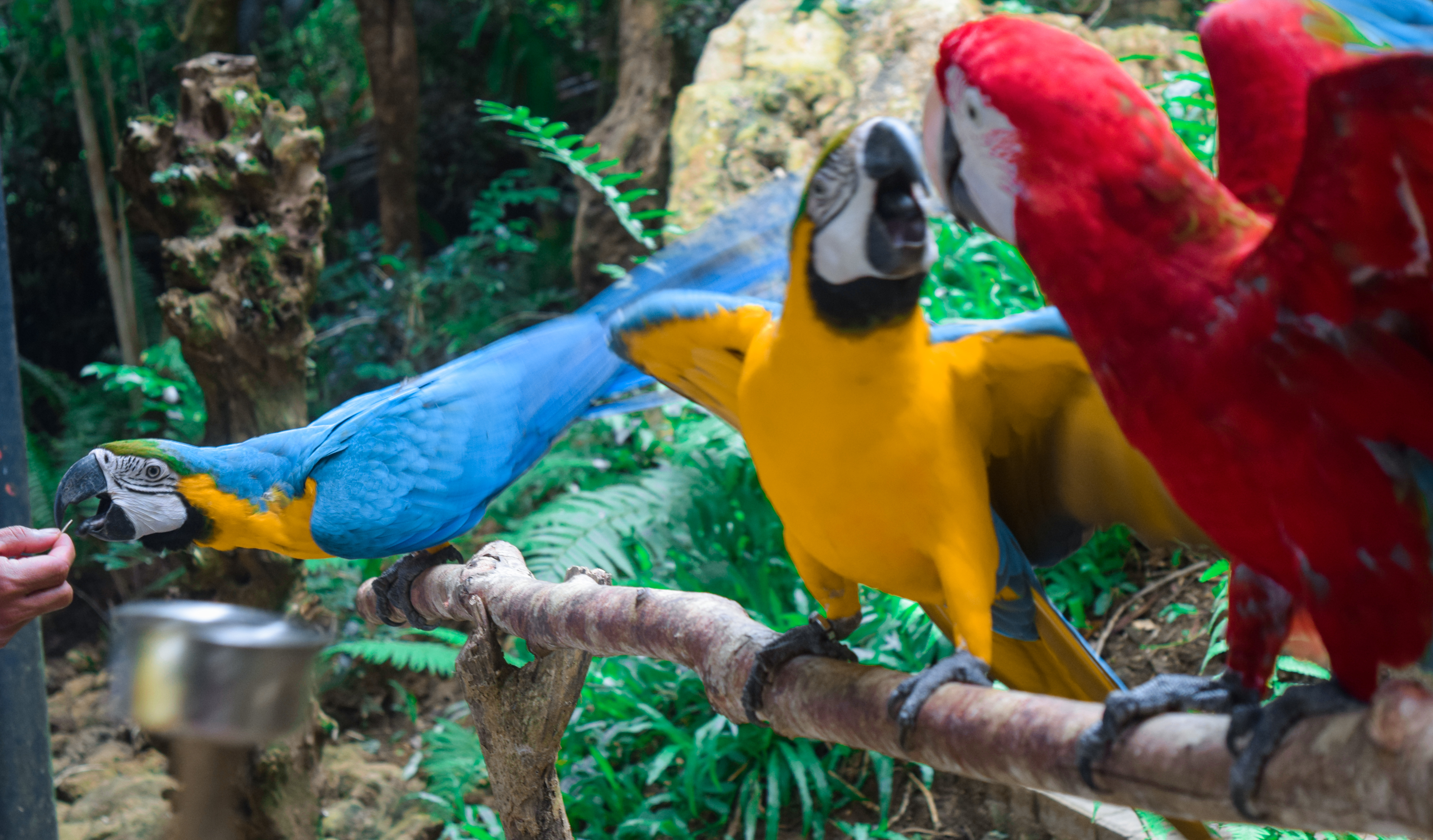 Cebu Safari Adventure