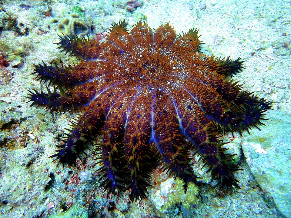 Malapascua Island Private Day Tour
