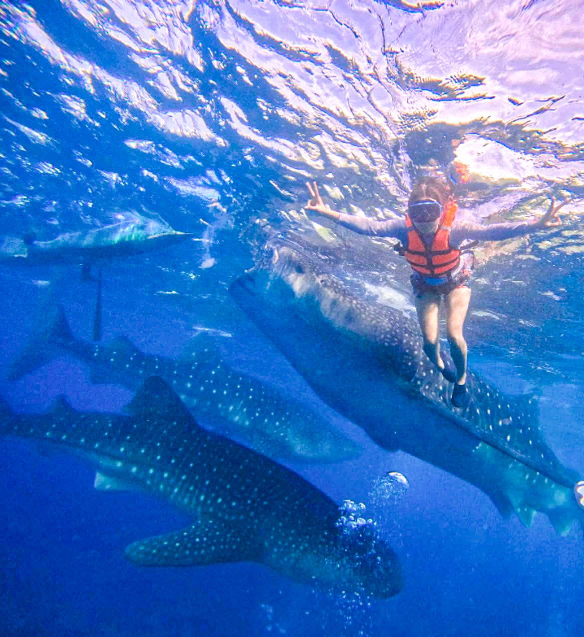 Oslob Whale Shark