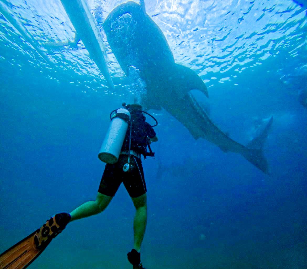 Oslob Whale Shark