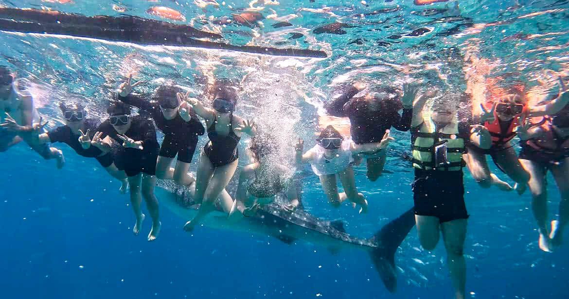 Oslob Whale Shark - Oslob, South Cebu