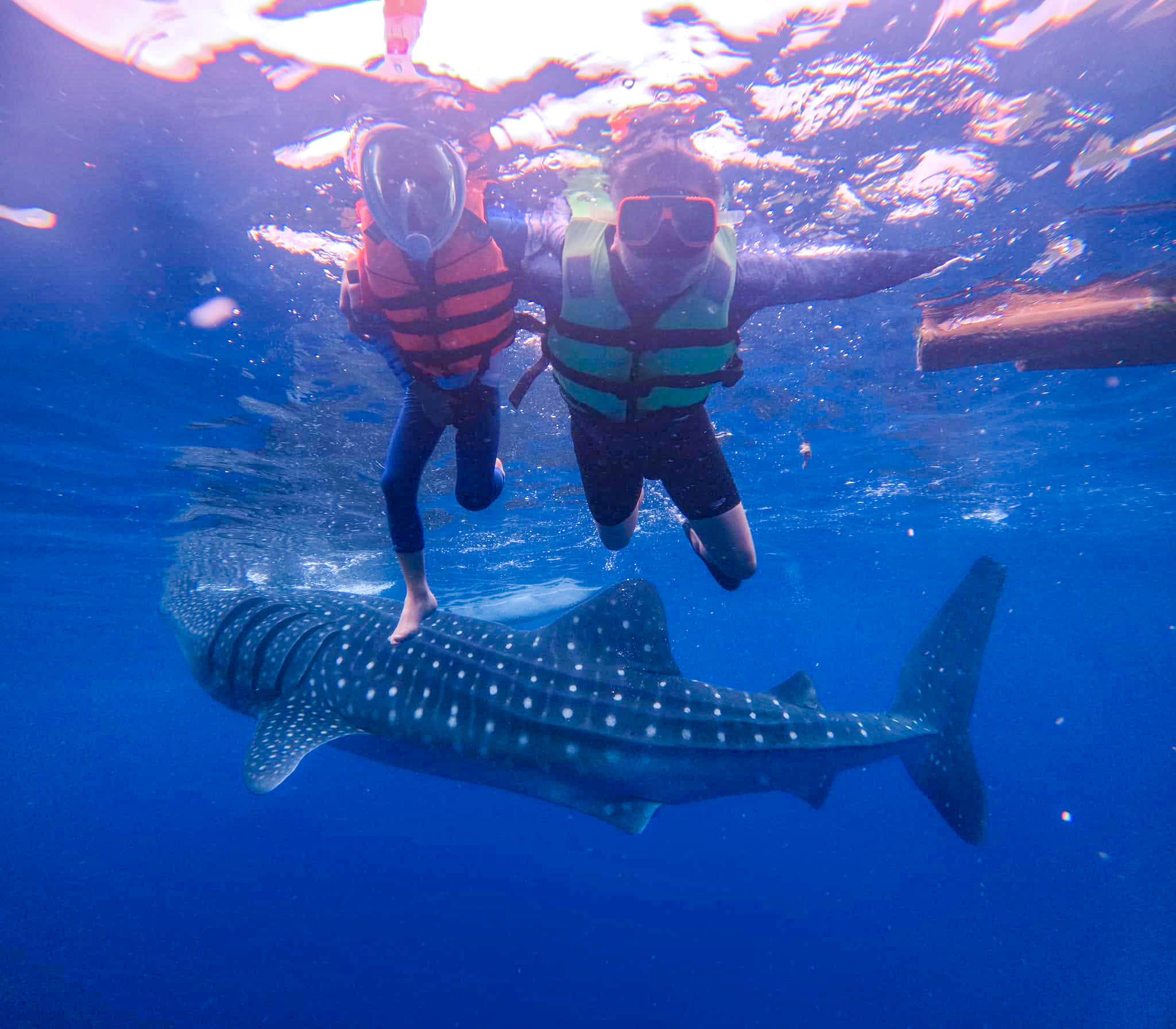 Oslob Whale Shark - Oslob, South Cebu