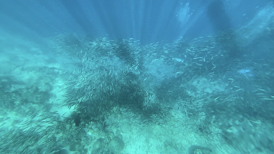 Moalboal Sardine Run - View 10