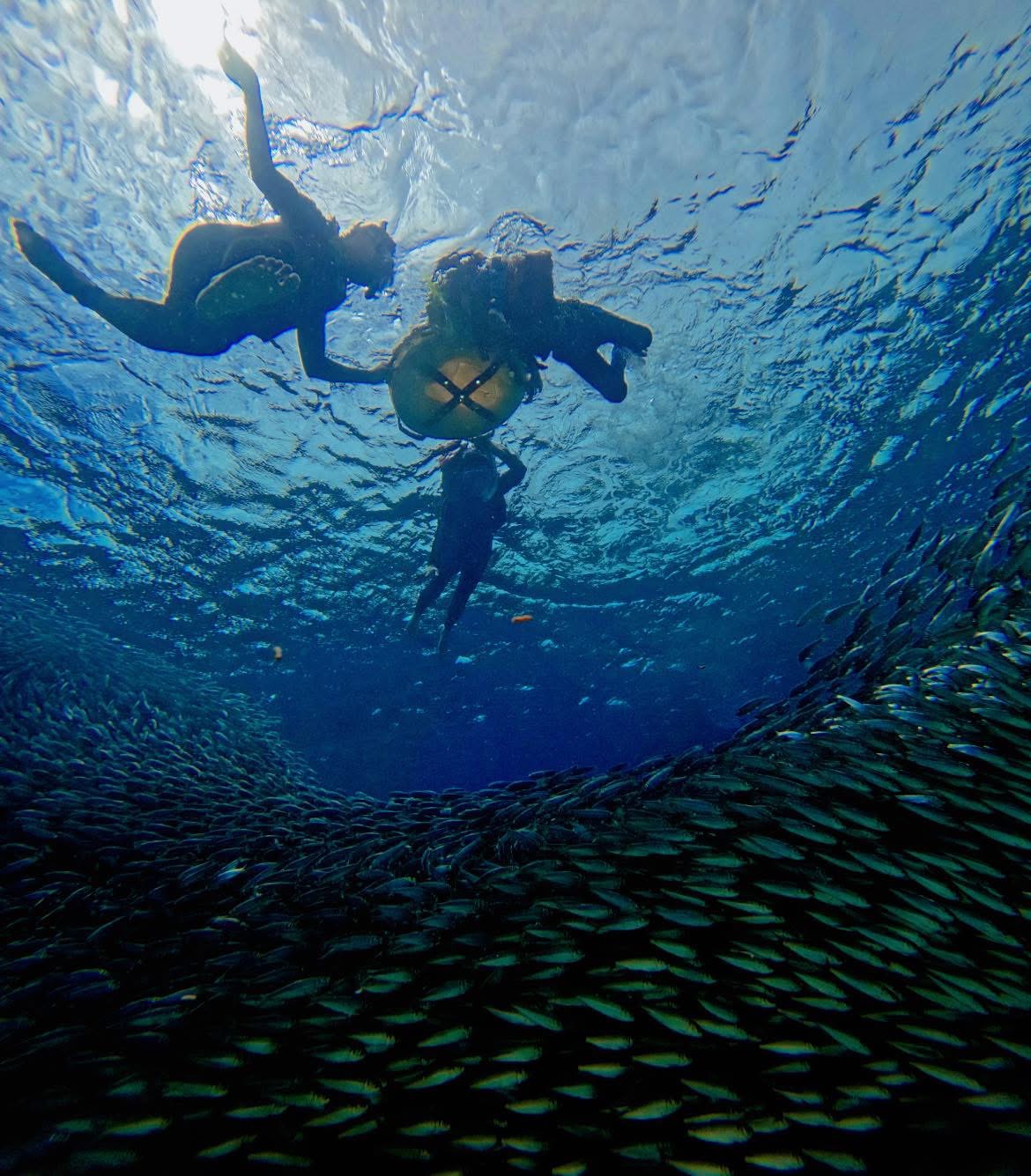 Moalboal Sardine Run
