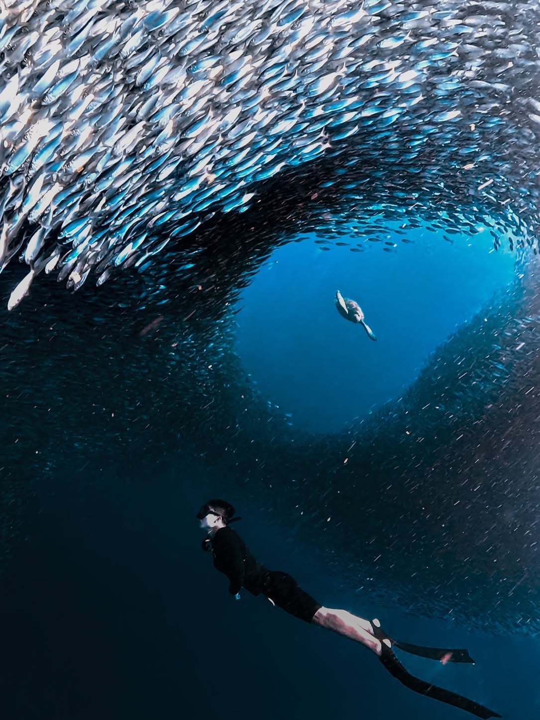 Moalboal Sardine Run - View 3
