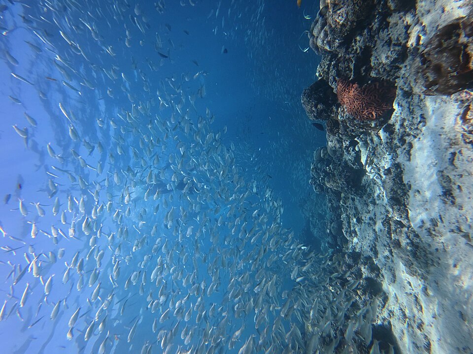 Moalboal Turtle Point - View 3