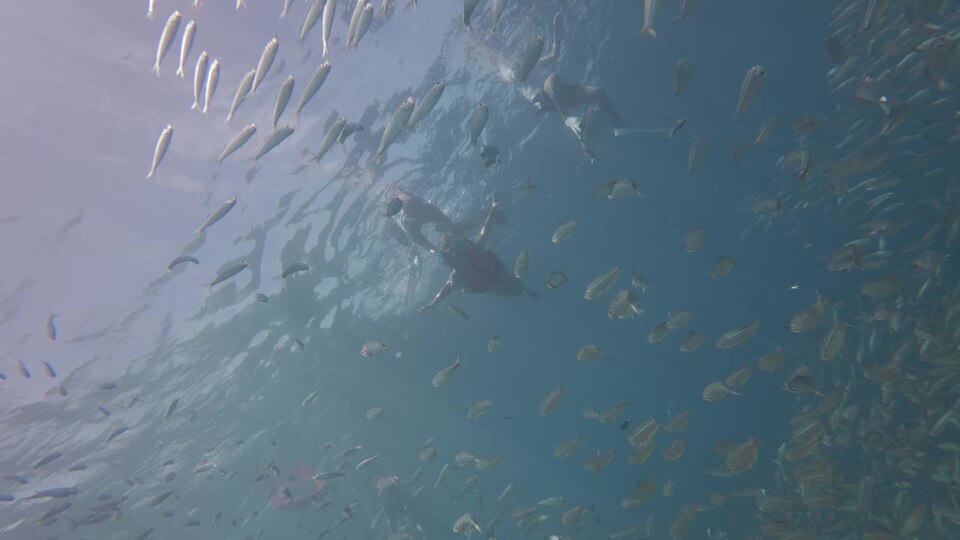 Moalboal Turtle Point - View 5