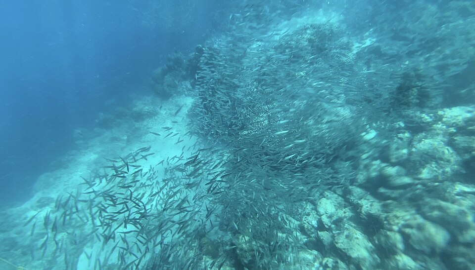 Moalboal Turtle Point - View 6
