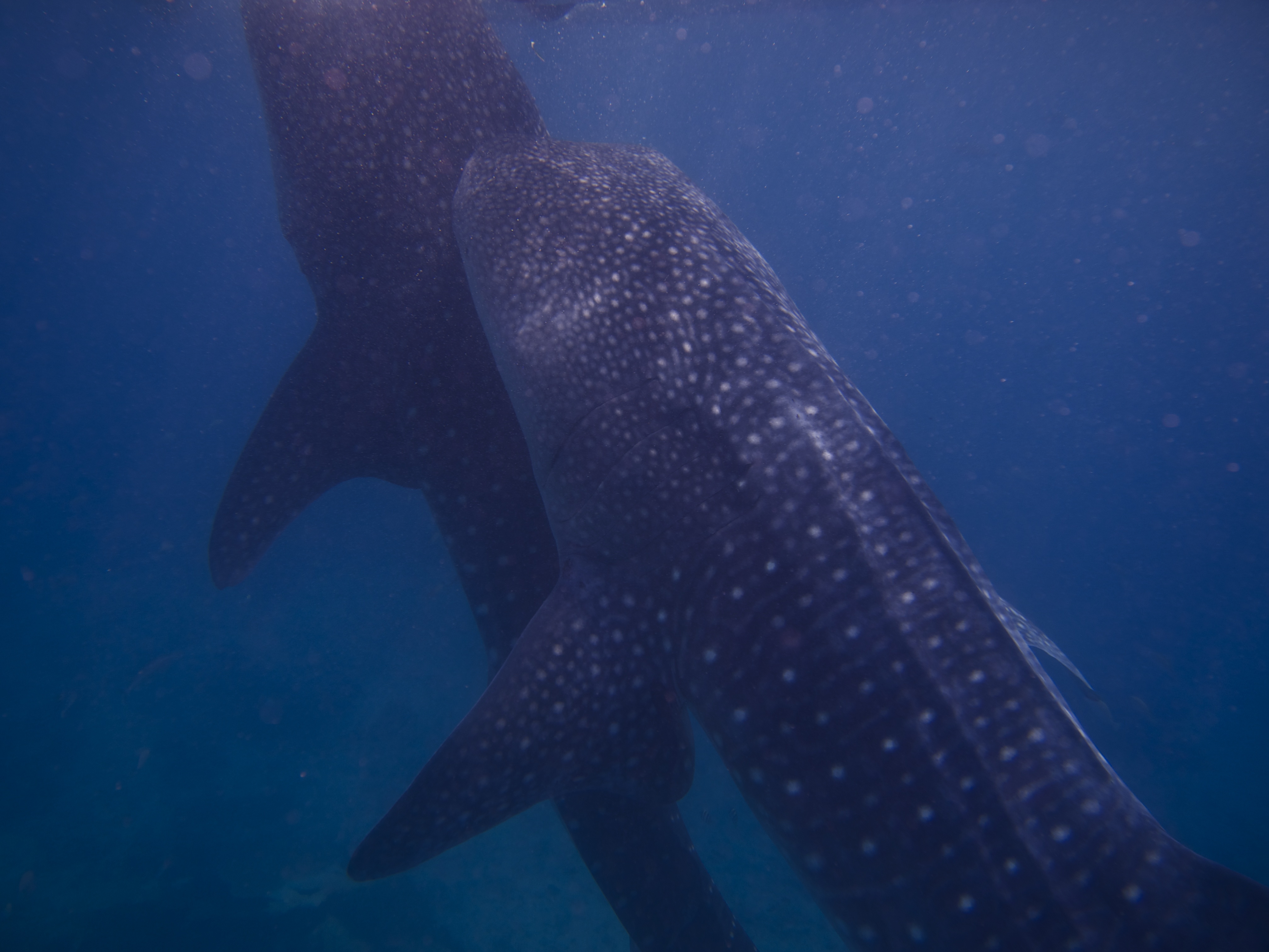 Oslob Whale Shark - View 44