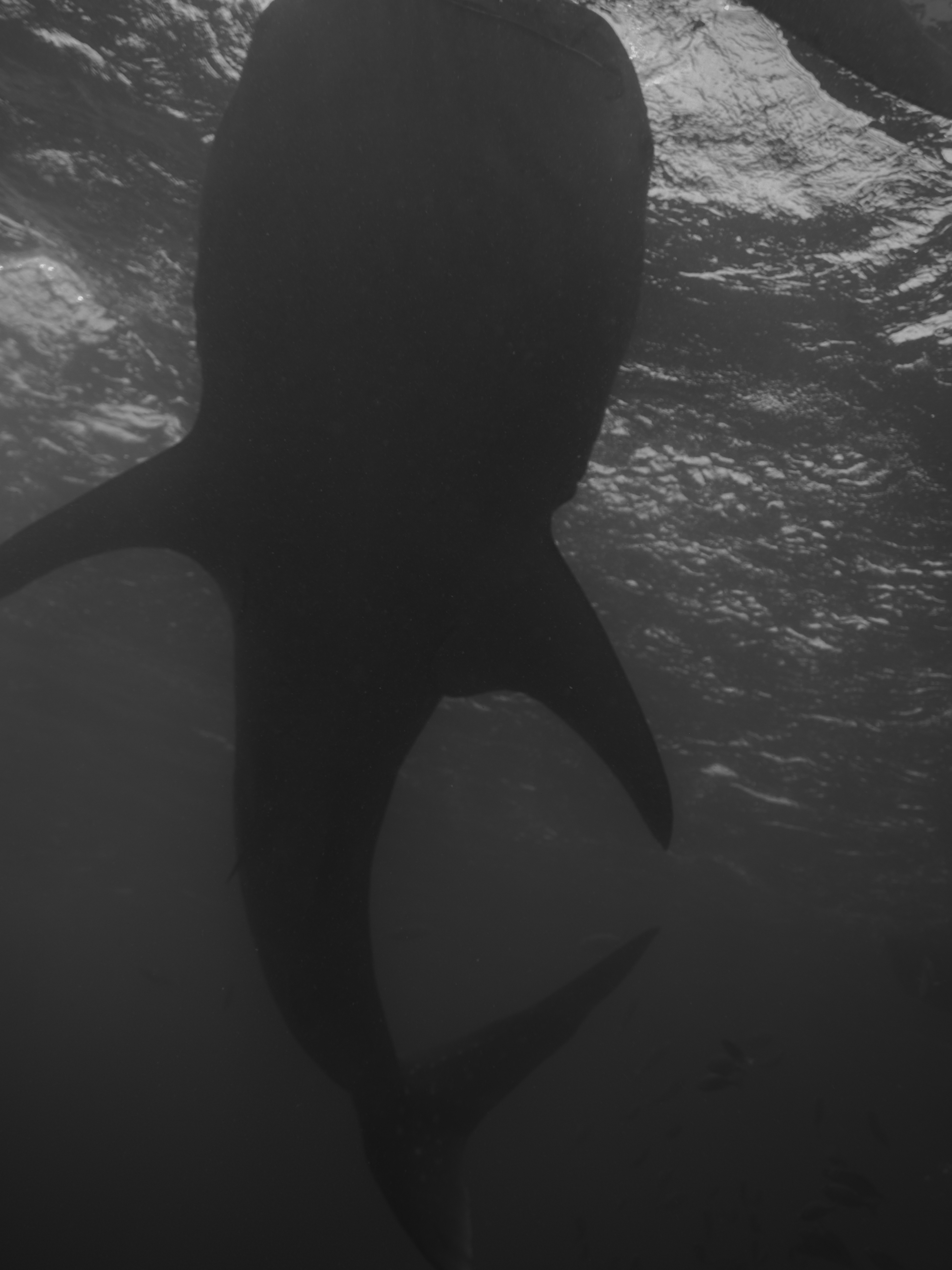 Oslob Whale Shark - View 45