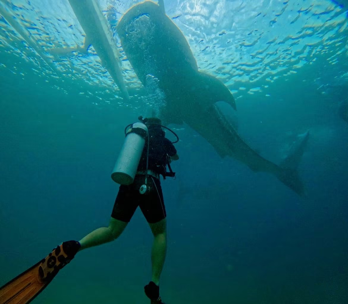 Oslob Whale Shark - View 21