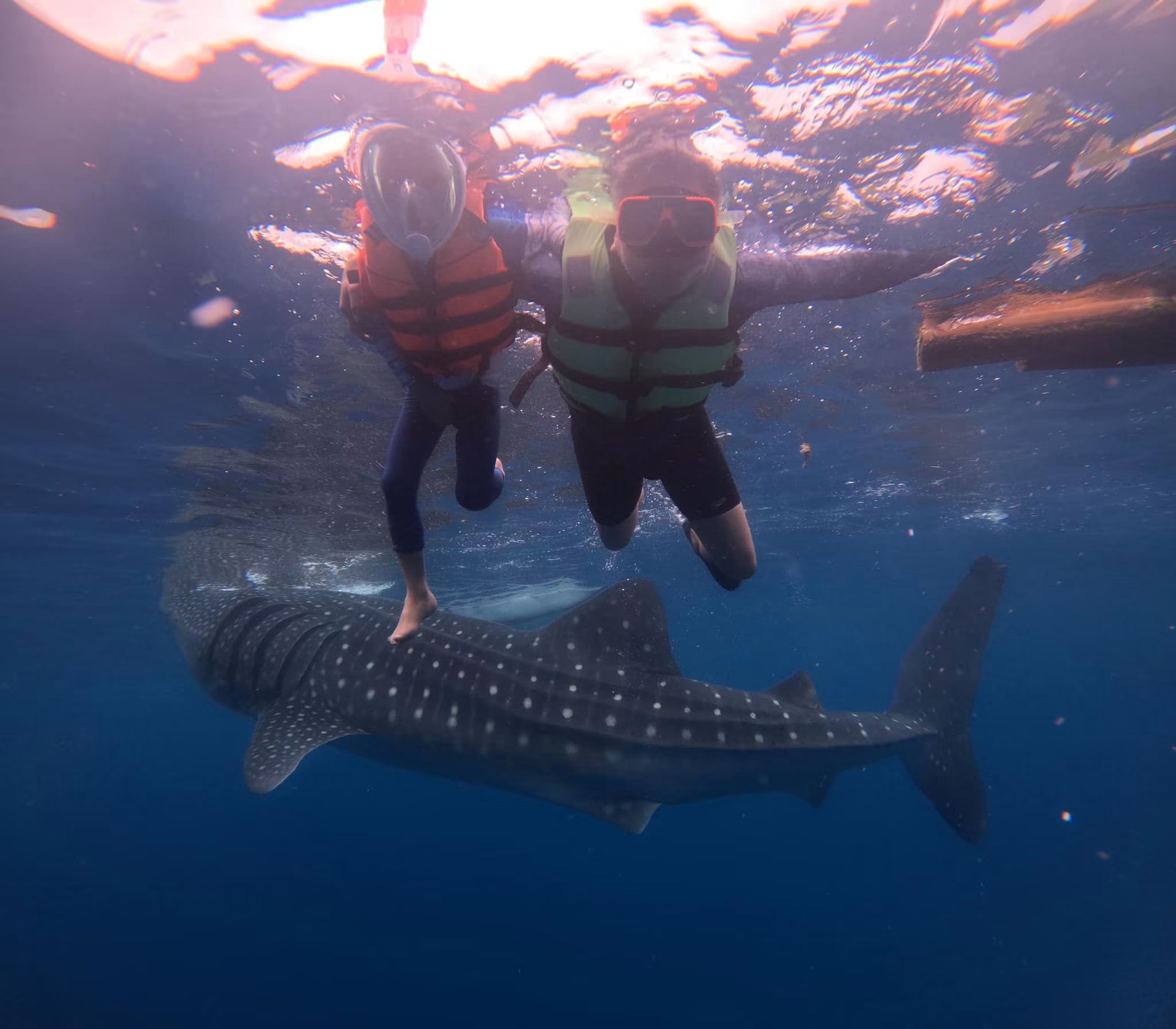 Oslob Whale Shark - View 26