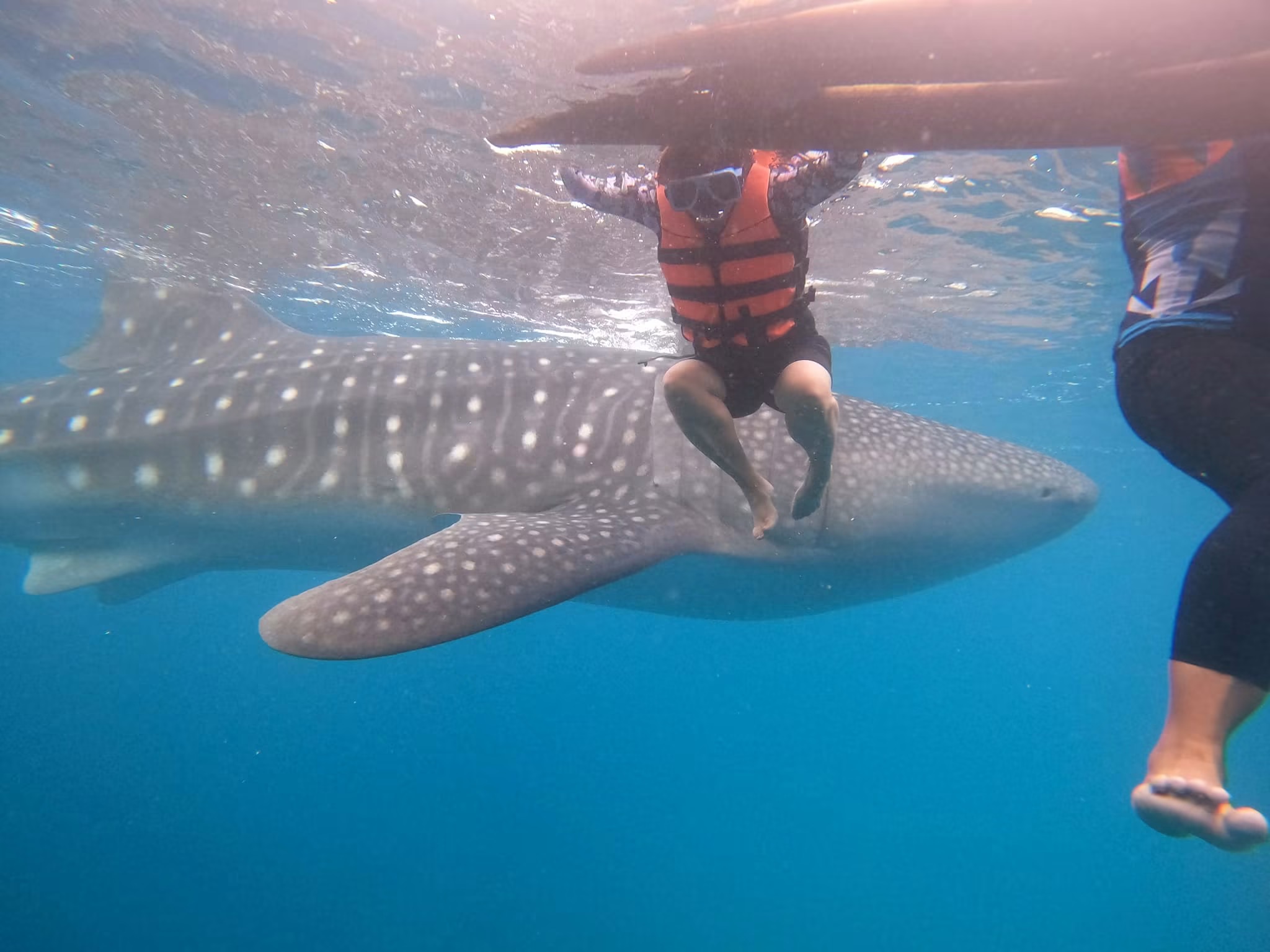 Oslob Whale Shark - View 10