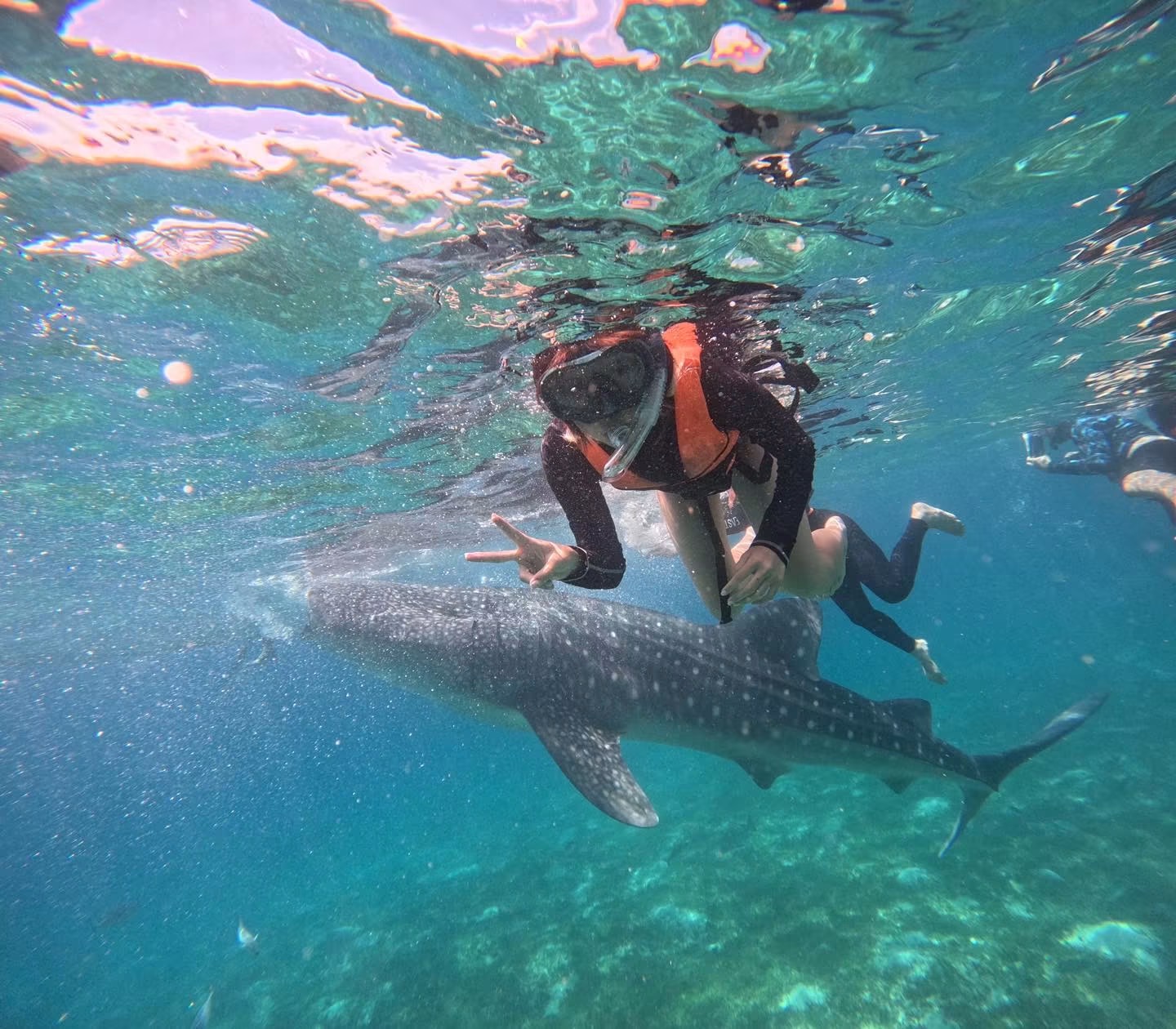 Oslob Whale Shark - View 34