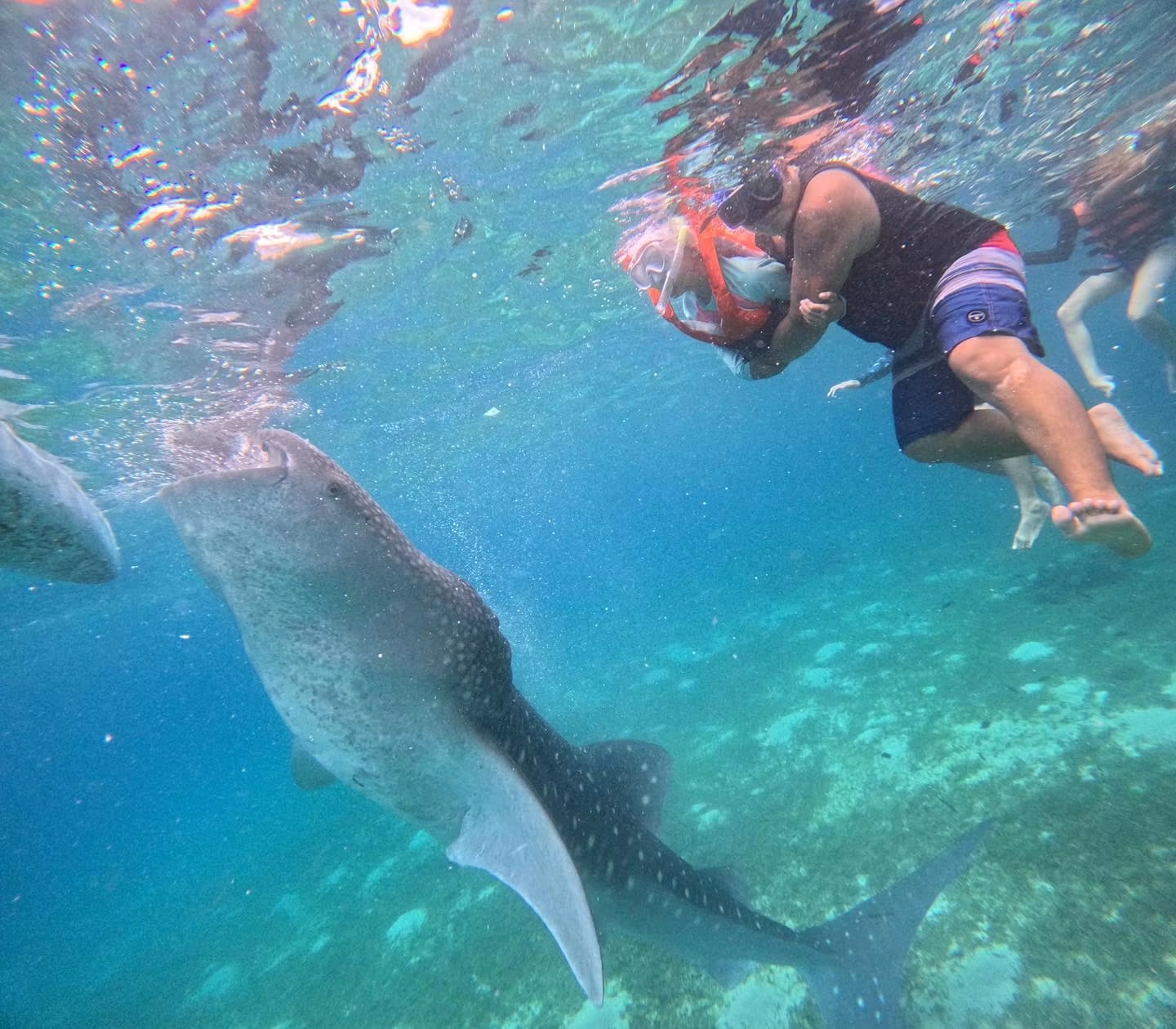 Oslob Whale Shark - View 35