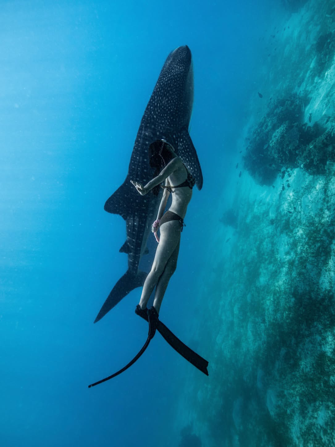 Oslob Whale Shark - View 6