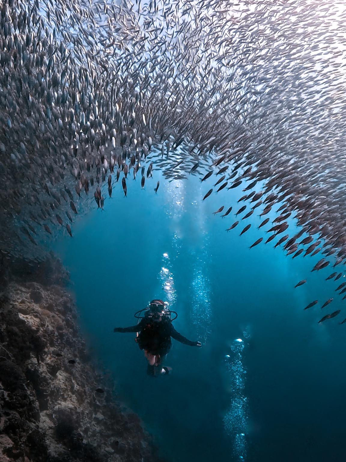 Oslob Whale Shark - View 8