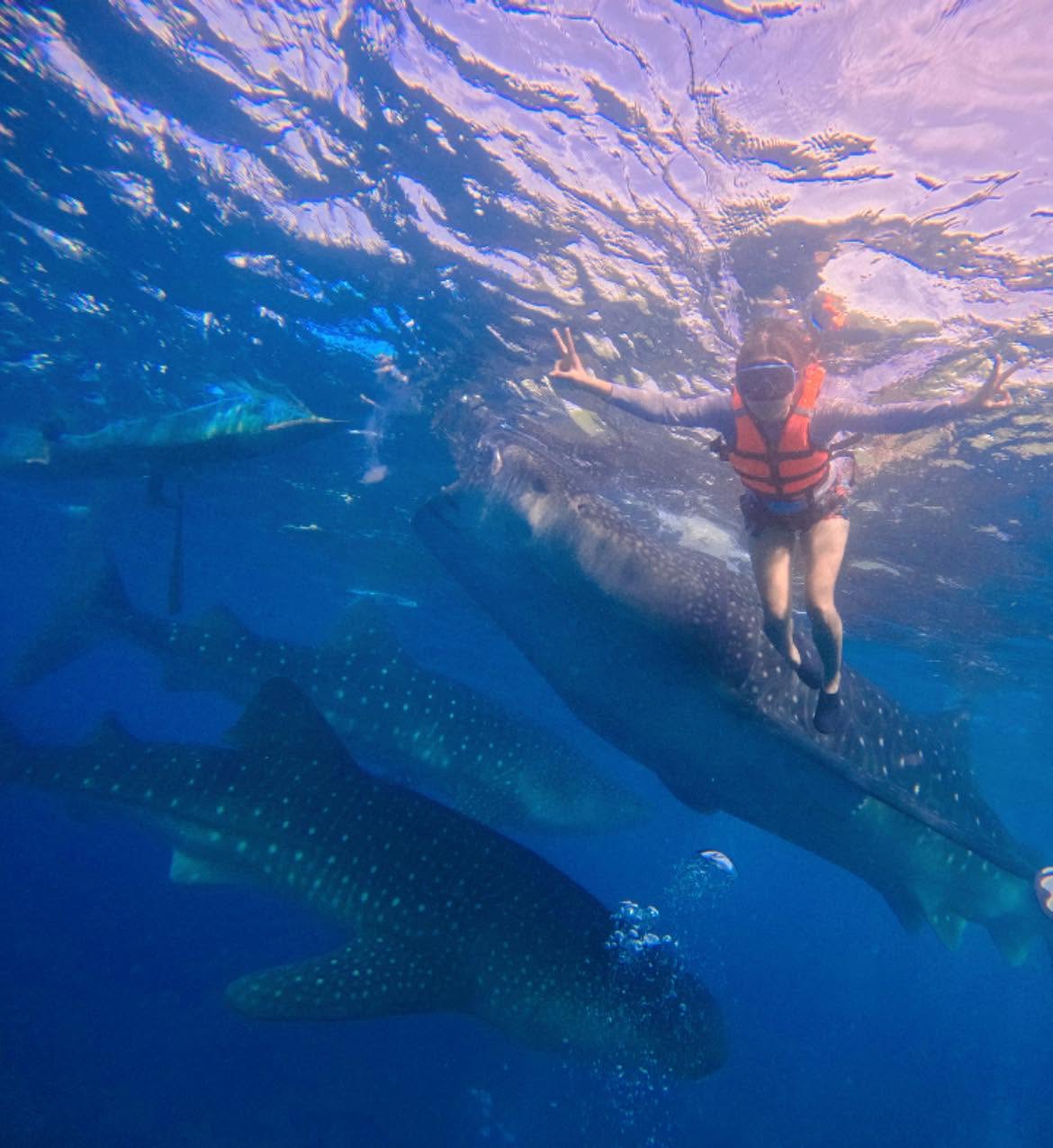 Oslob Whale Shark - View 40