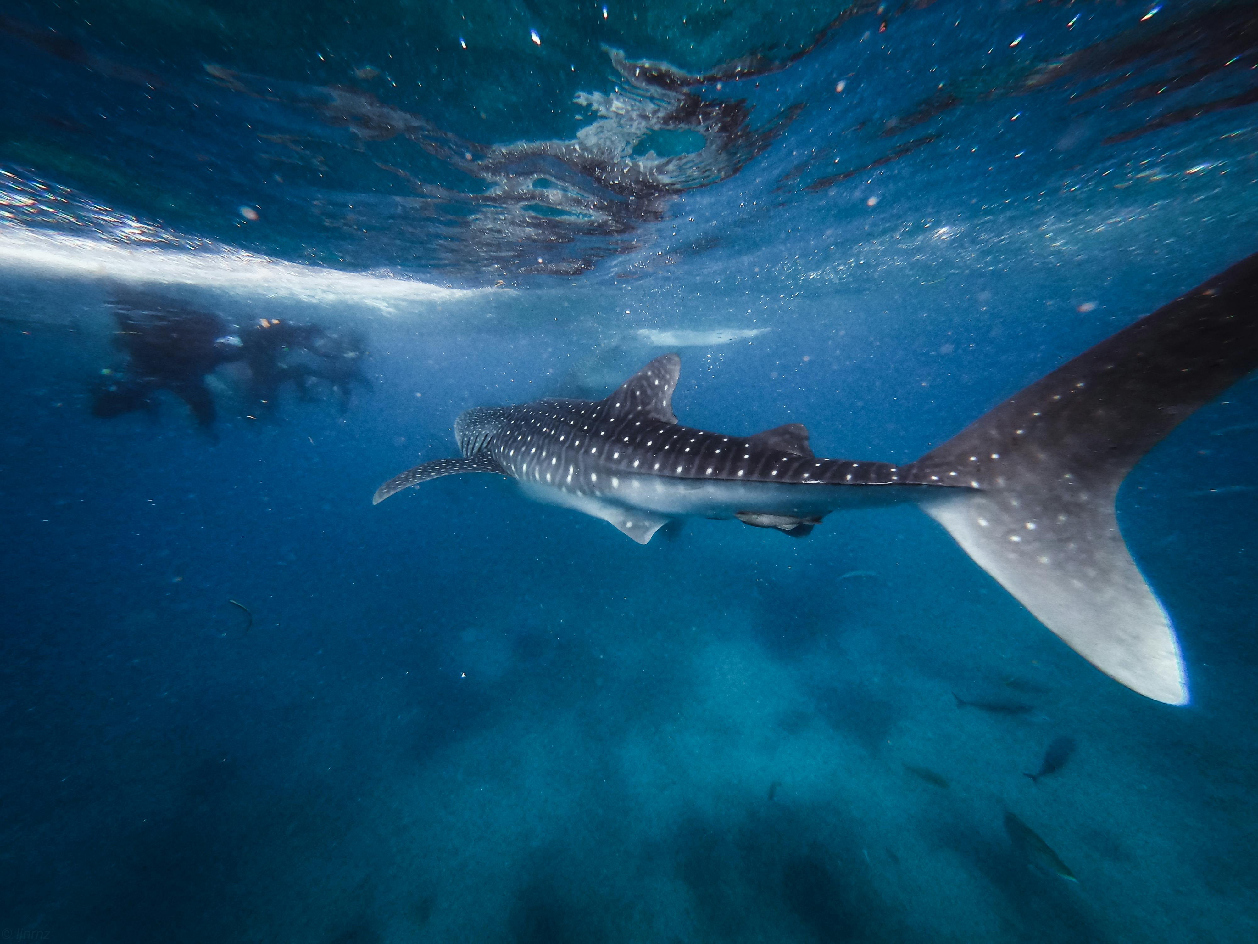 Oslob Whale Shark Encounter