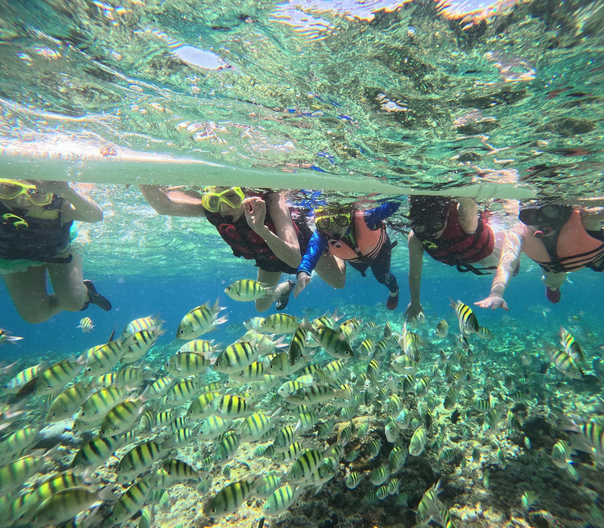 Moalboal Sardines & Turtles