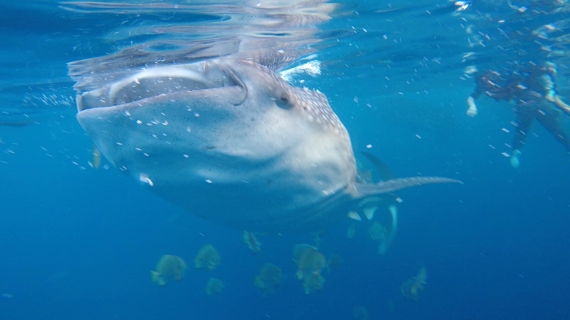 Oslob Whale Shark Express