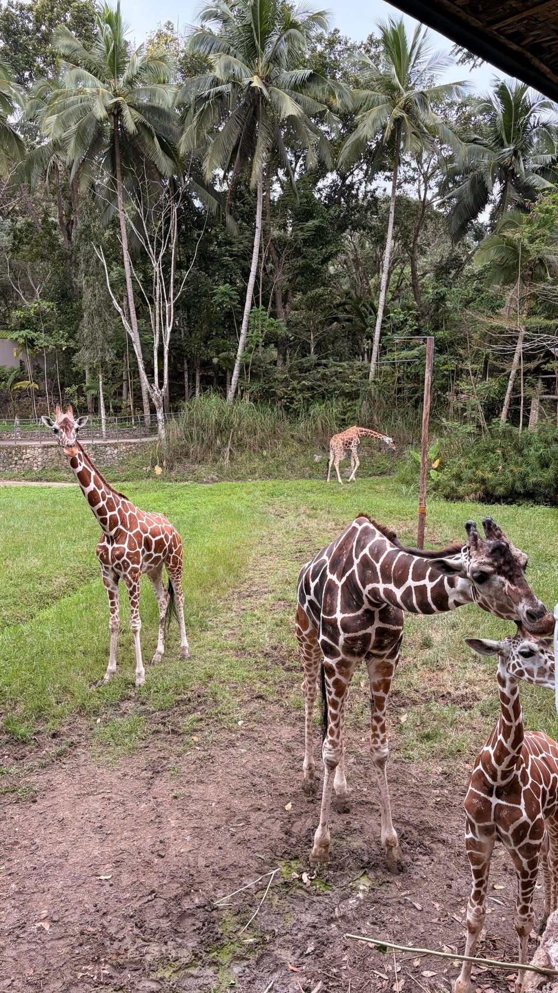 Cebu Safari