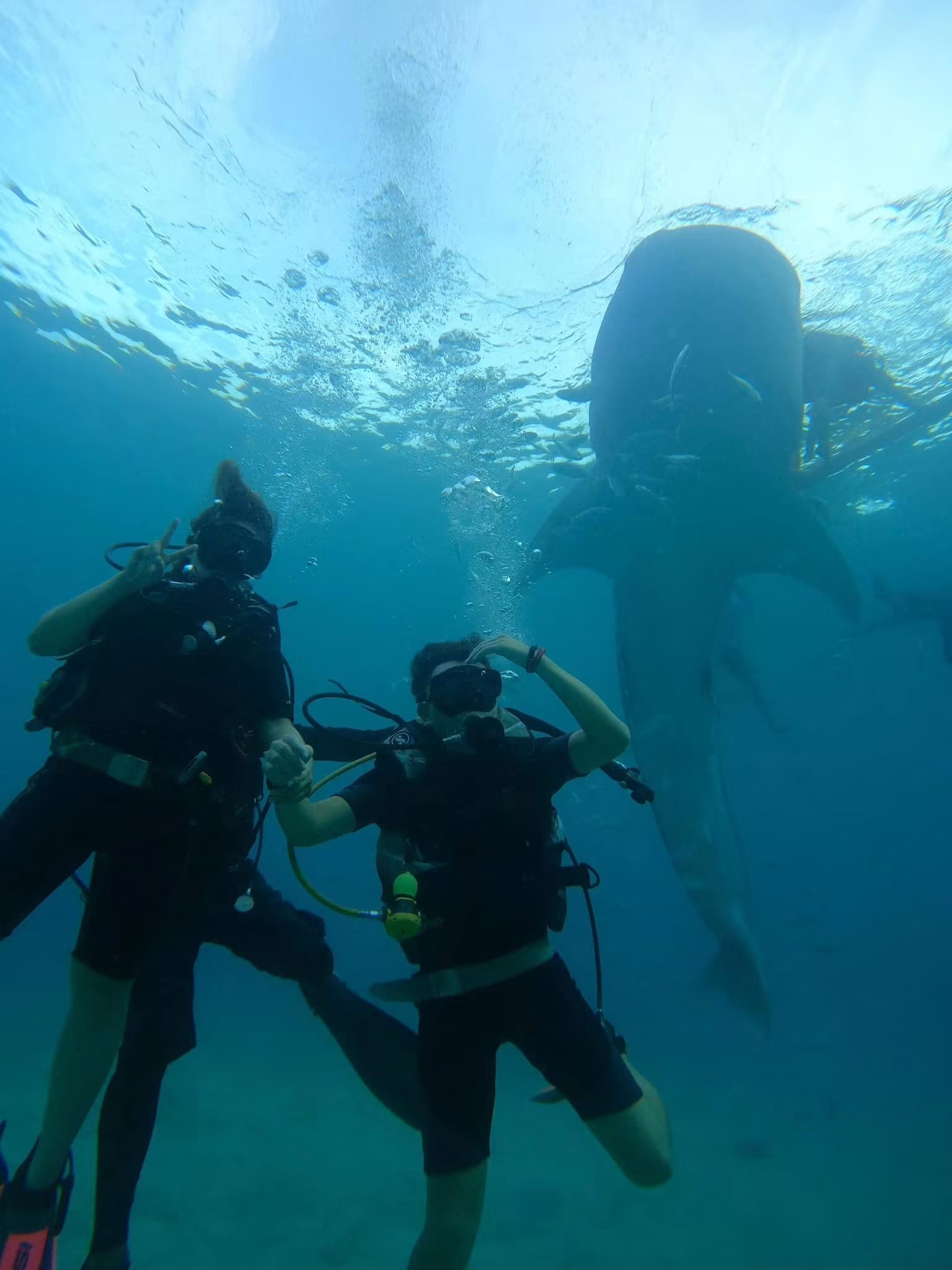 Oslob Whale Shark