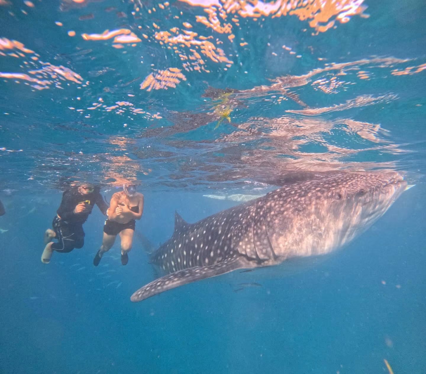 Oslob Whale Shark