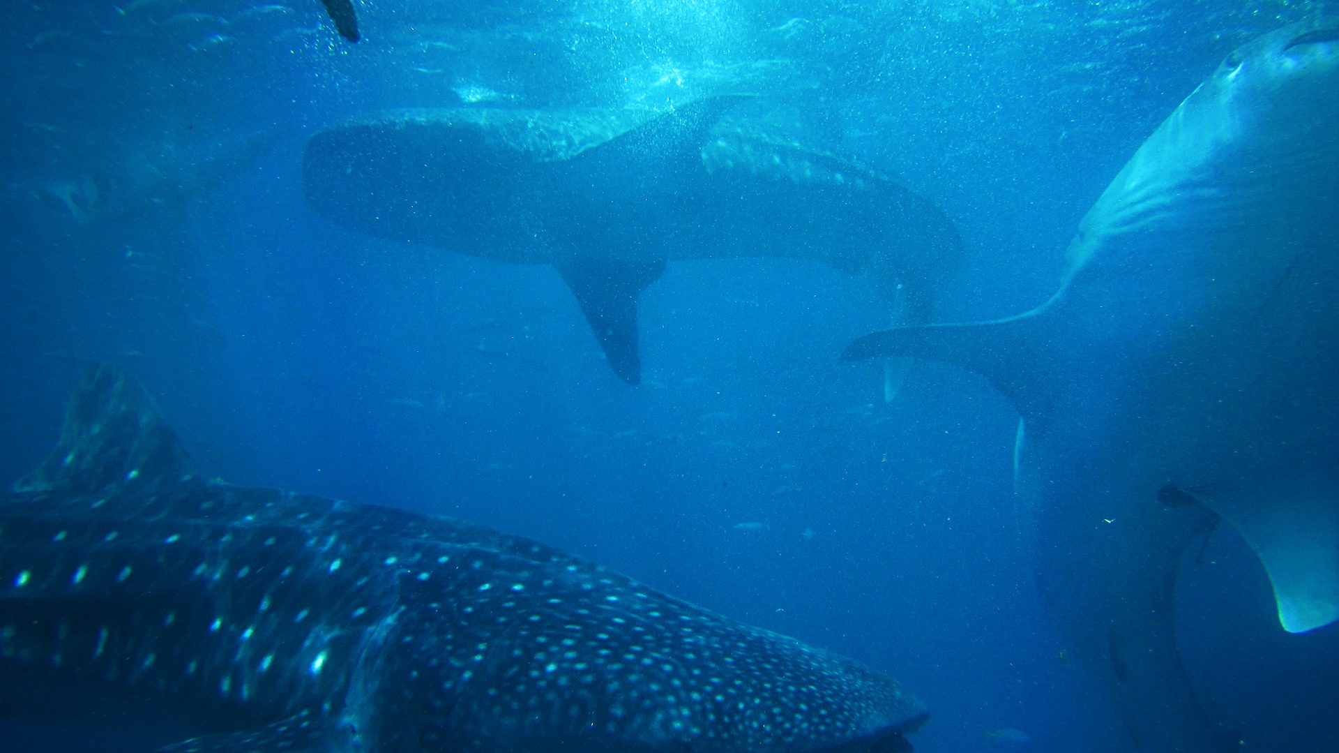 Oslob Whale Shark + Sumilon Sandbar