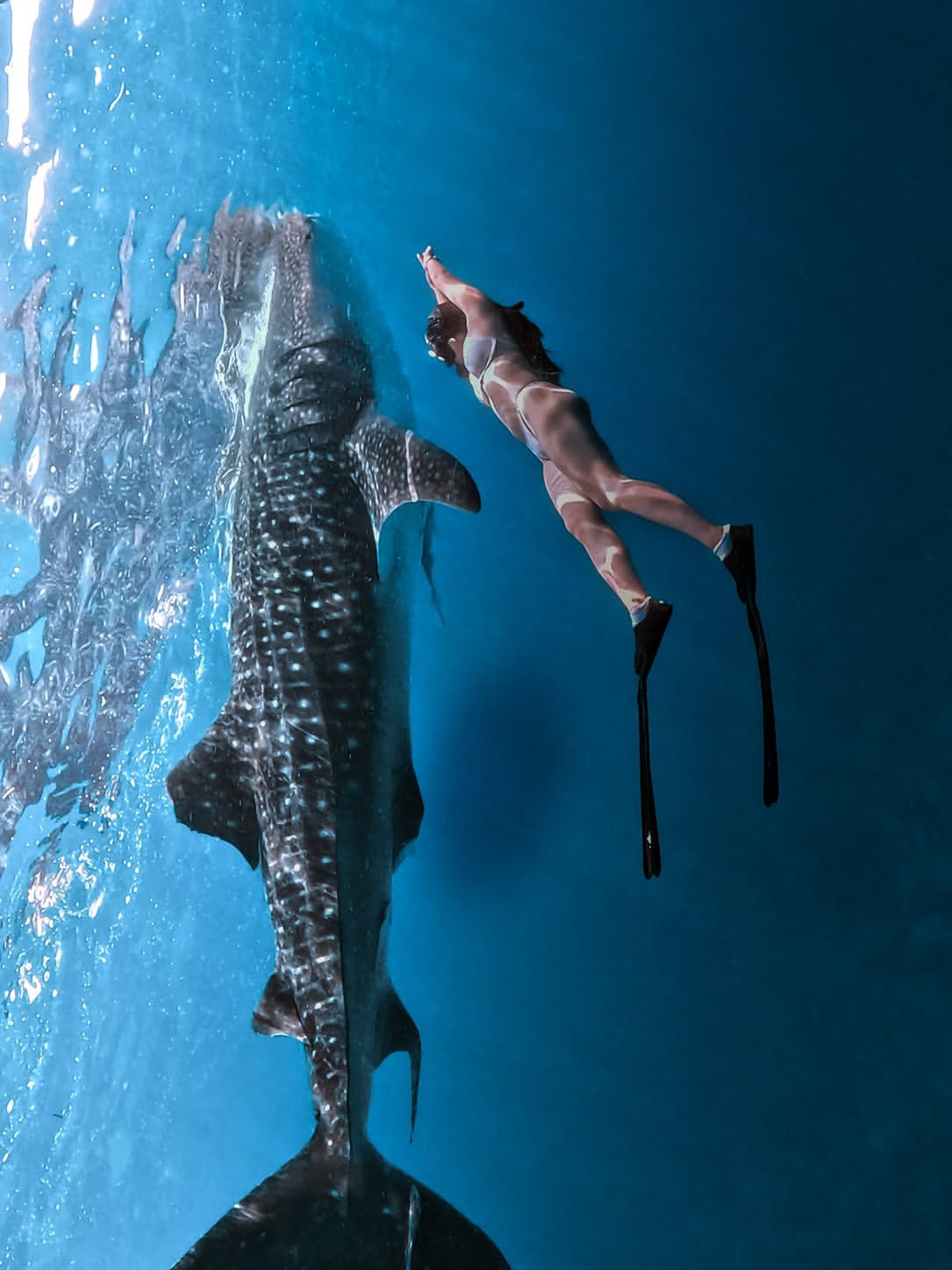 Oslob Whale Shark