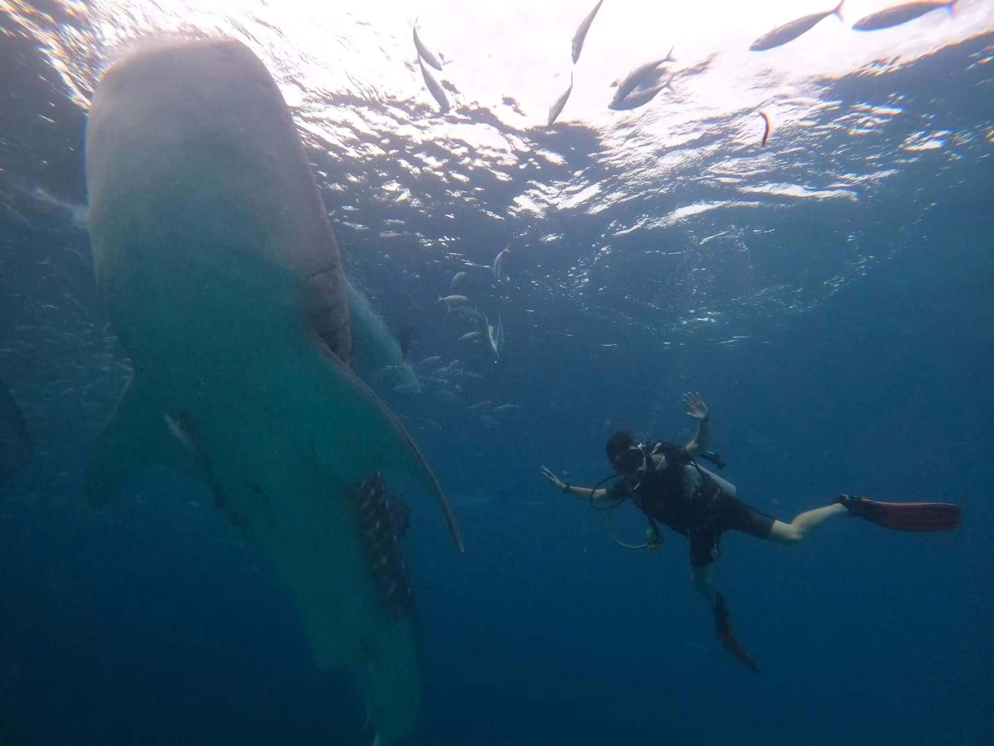 Oslob Whale Shark